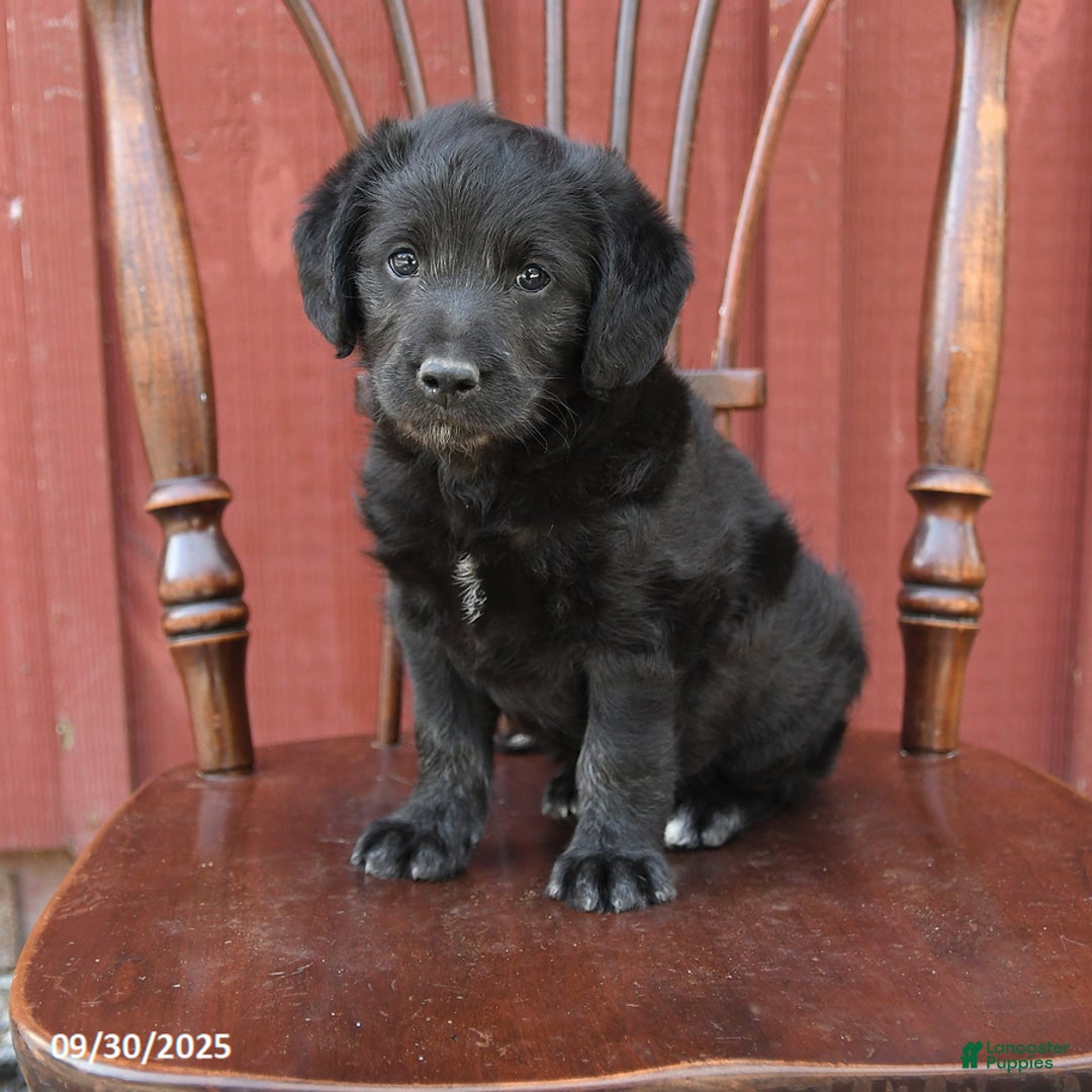 Labradoodle Haircut Straight Haired Labradoodle Puppies Happy Tail