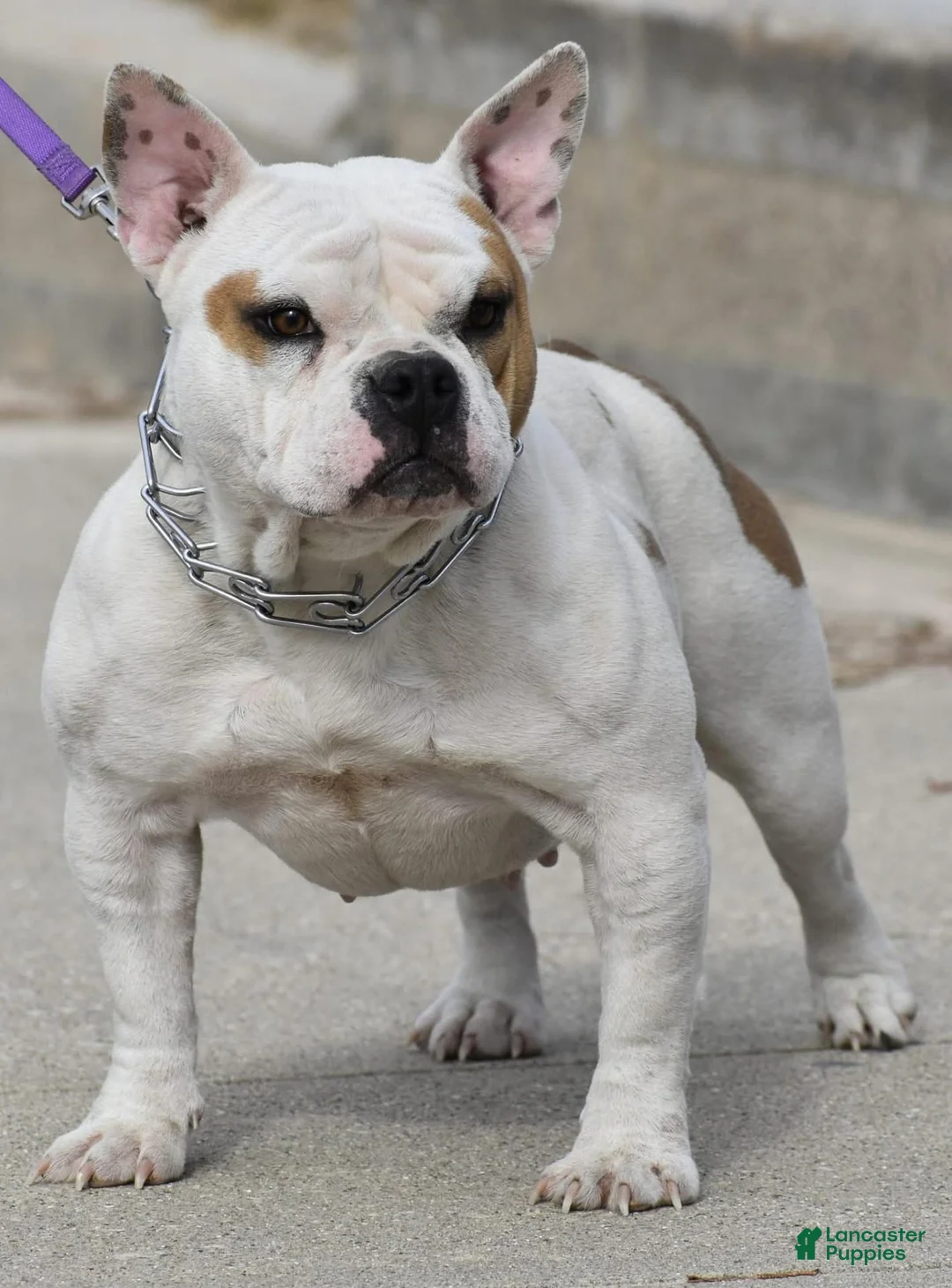 American Bully dogs for sale: American Bully 5 - Ad 2