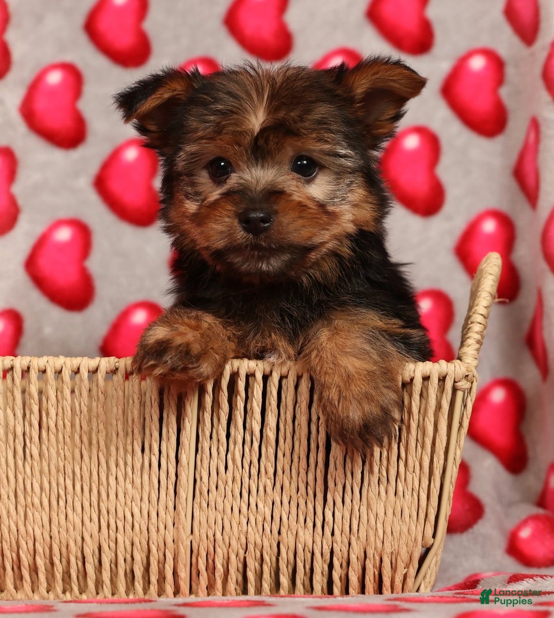 Yorkshire Terrier dogs for sale: Buddy - Ad 9