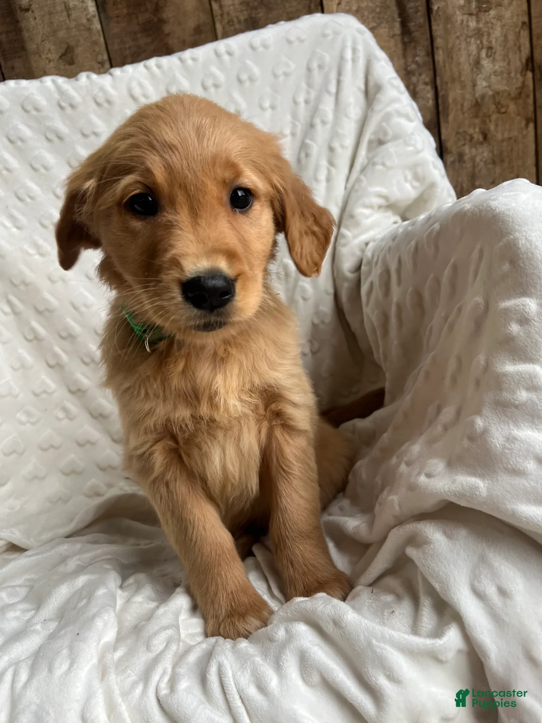 Golden Retriever dogs for sale: Golden Retriever Puppy 5 - Ad 5