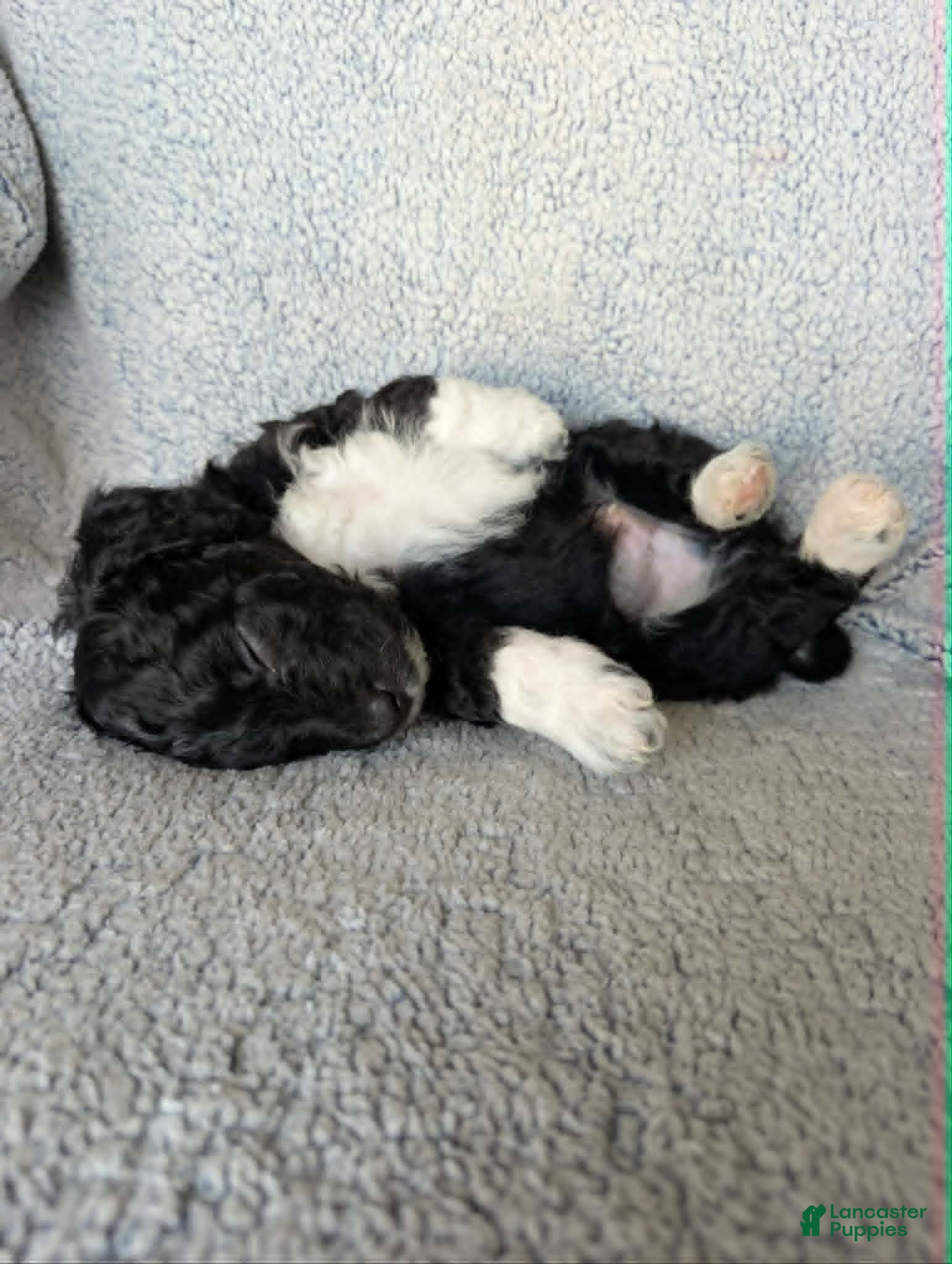 Mixed Breed dogs for sale: Boots  - Ad 6