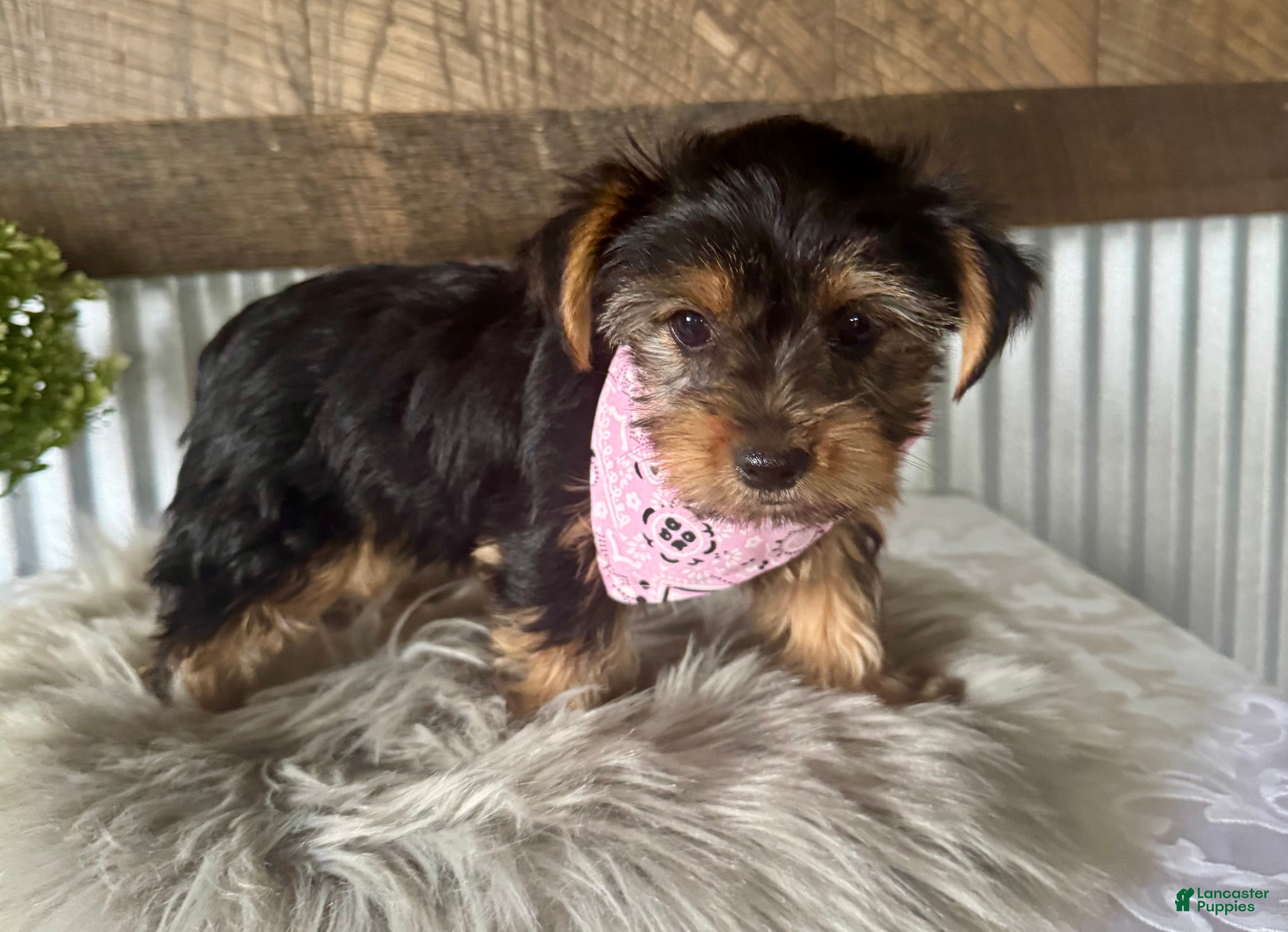 Yorkshire Terrier dogs Haven - Ad 2