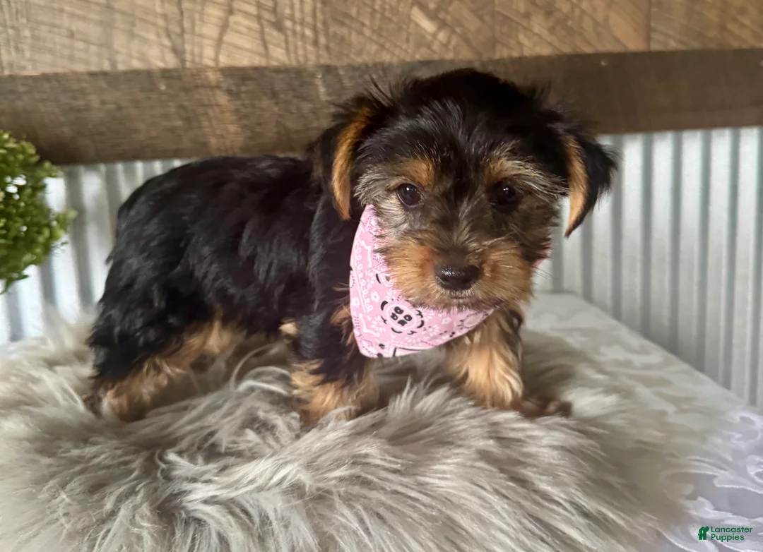 Yorkshire Terrier dogs for sale: Haven - Ad 2