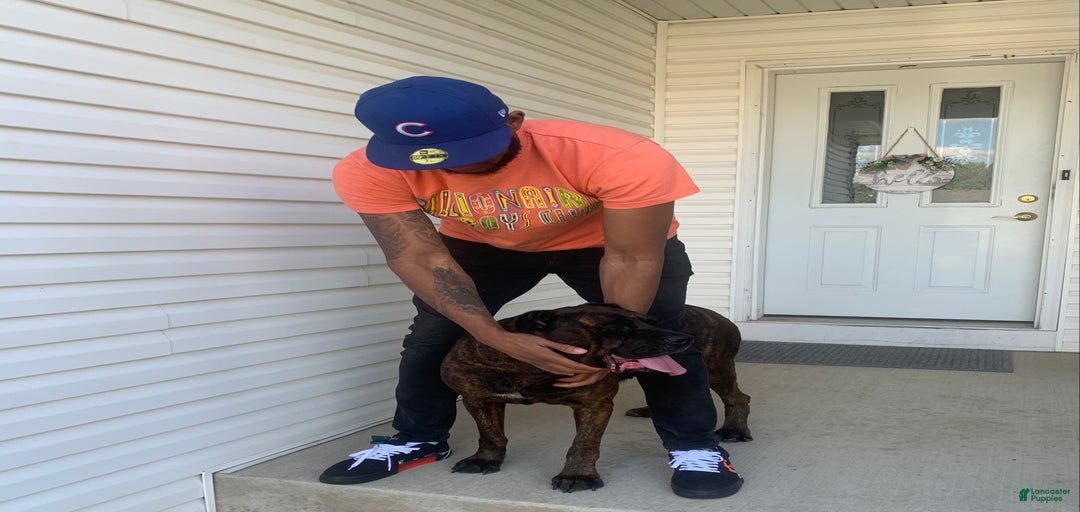 Gallery Image {{count}}