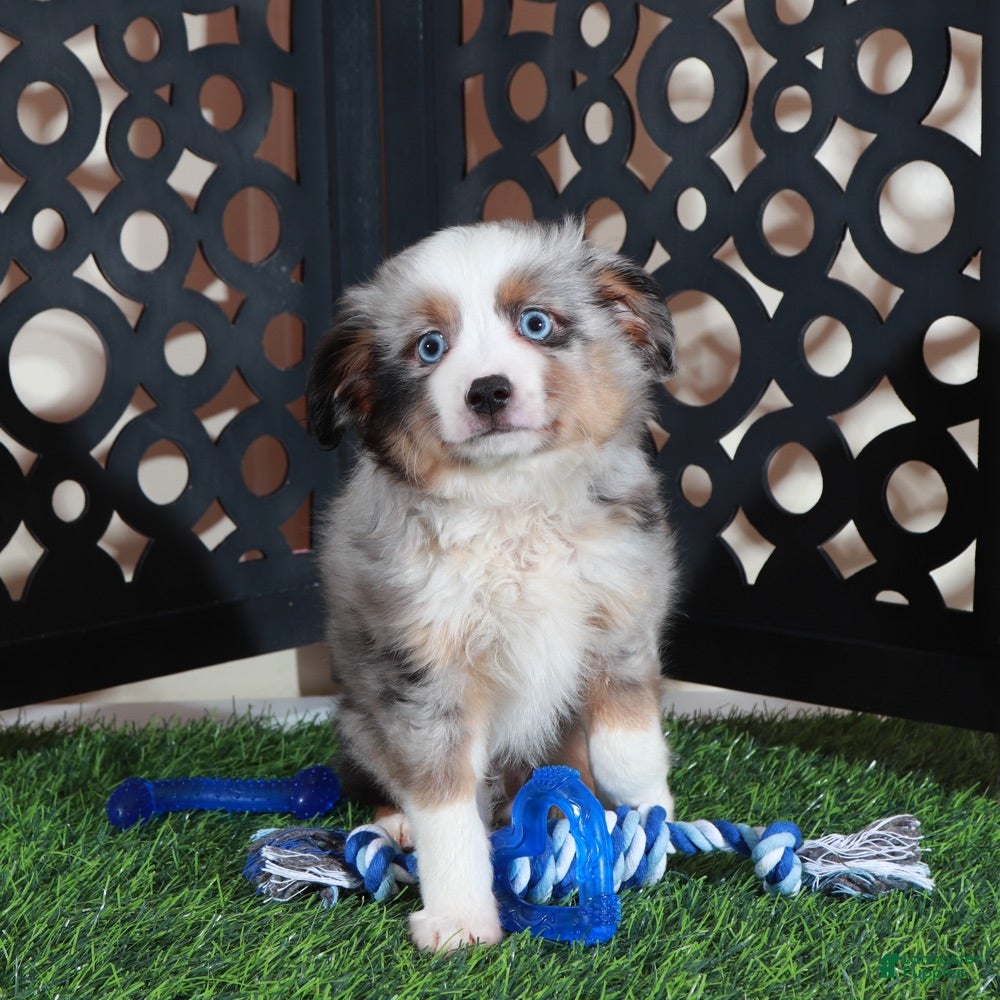 Miniature Australian Shepherd dogs Comet Blue Eyed Merle Mini Australian Shepherd Puppy - Ad 1