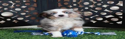 Miniature Australian Shepherd dogs for sale: Comet Blue Eyed Merle Mini Australian Shepherd Puppy - Ad 4
