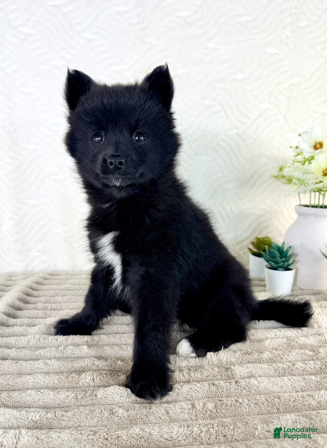 Pomsky dogs for sale: Jewels - Ad 5