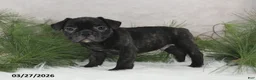 Frenchton dogs for sale: Frisco - Ad 8