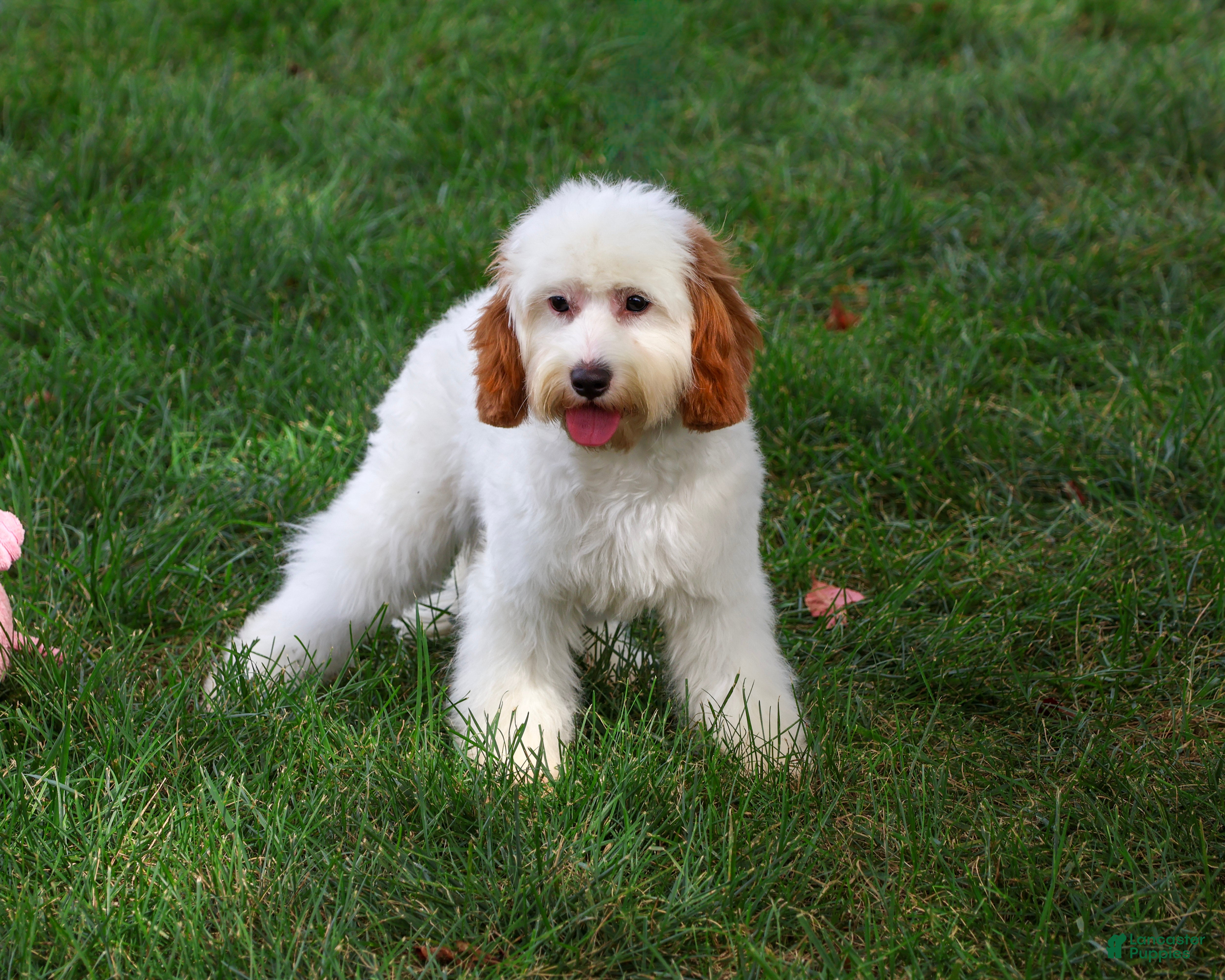 Cavapoo dogs Emerald - Ad 2