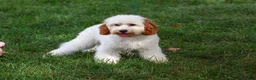 Cavapoo dogs for sale: Emerald - Ad 2