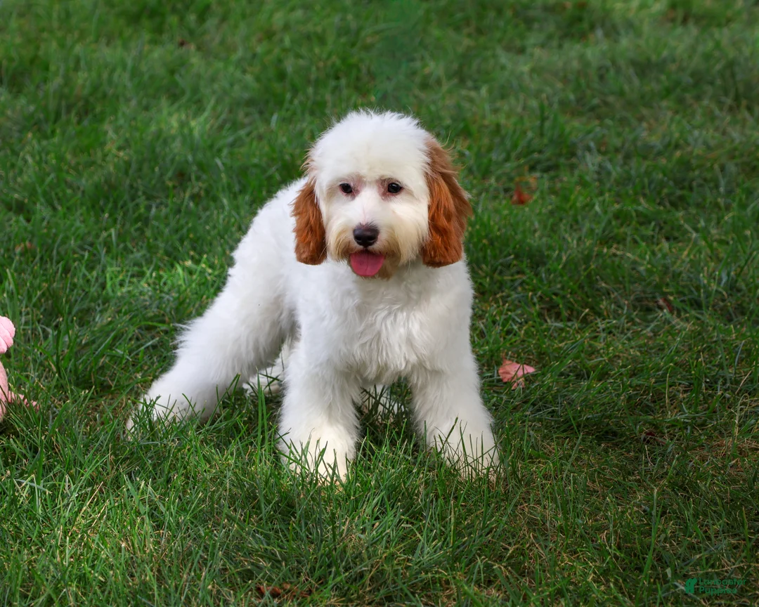 Cavapoo dogs for sale: Emerald - Ad 2