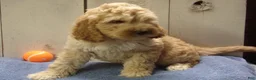 Cockapoo dogs for sale: Barry - Ad 10