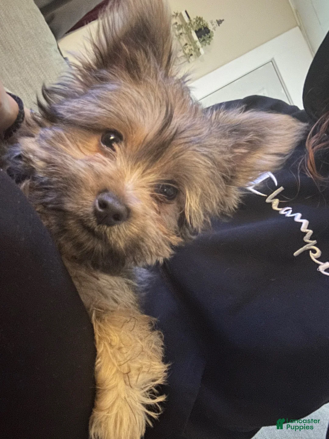 Yorkshire Terrier dogs for sale: Yorkshire Terrier Puppy - Ad 2