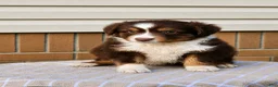Miniature Australian Shepherd dogs for sale: Haddie - Ad 5