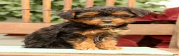 Morkie dogs for sale: Dana - Ad 5