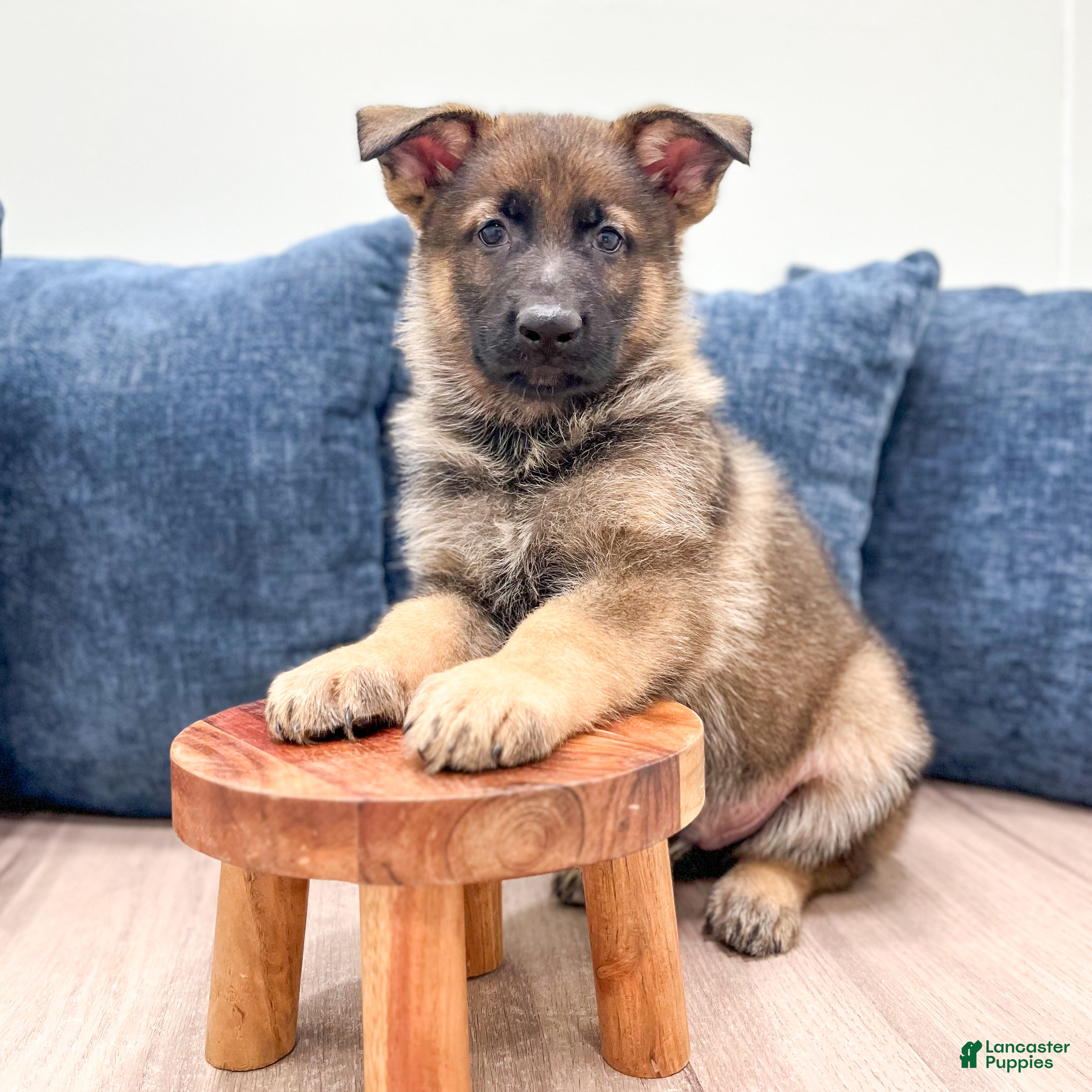 German Shepherd dogs Max - Ad 2