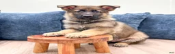 German Shepherd dogs for sale: Max - Ad 2