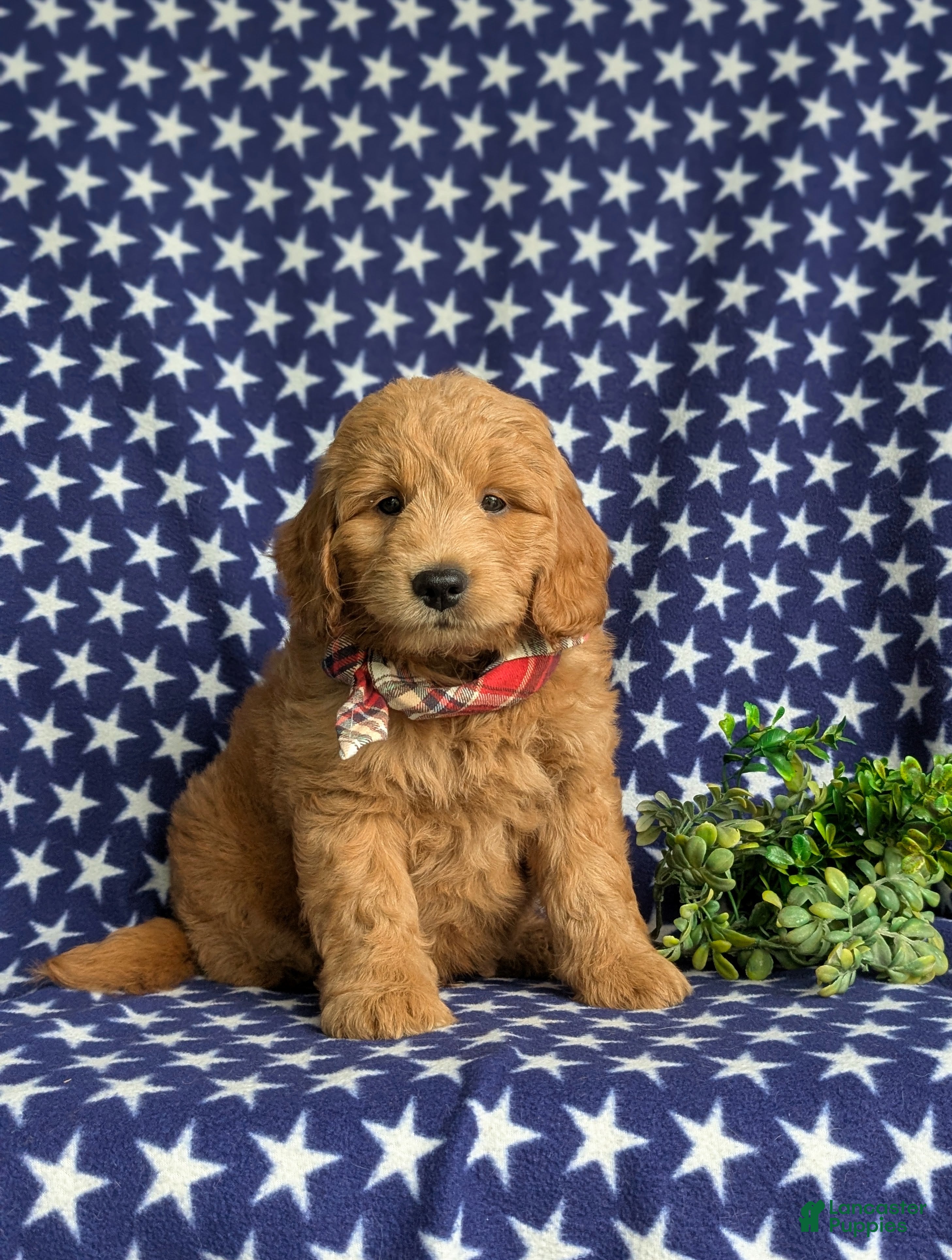 Mini Goldendoodle dogs Truman Hypoallergenic - Ad 1