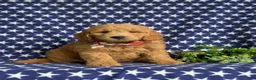 Mini Goldendoodle dogs for sale: Truman Hypoallergenic - Ad 1