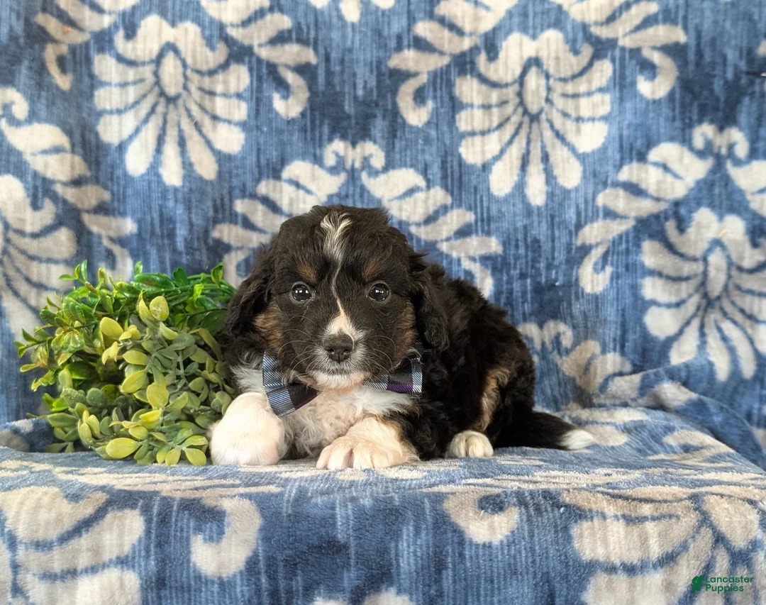 Mini Aussiedoodle dogs for sale: Karl - Ad 5