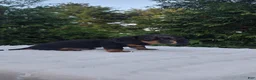 Miniature Dachshund dogs for sale: Hank - Ad 5