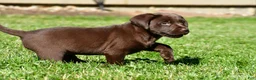 Labrador Retriever dogs for sale: Chino - Ad 3