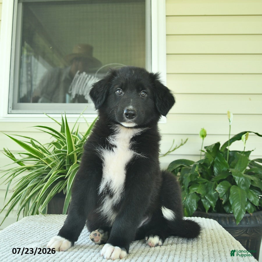 Mixed Breed dogs Rascal  - Ad 2