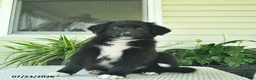 Mixed Breed dogs for sale: Rascal  - Ad 2