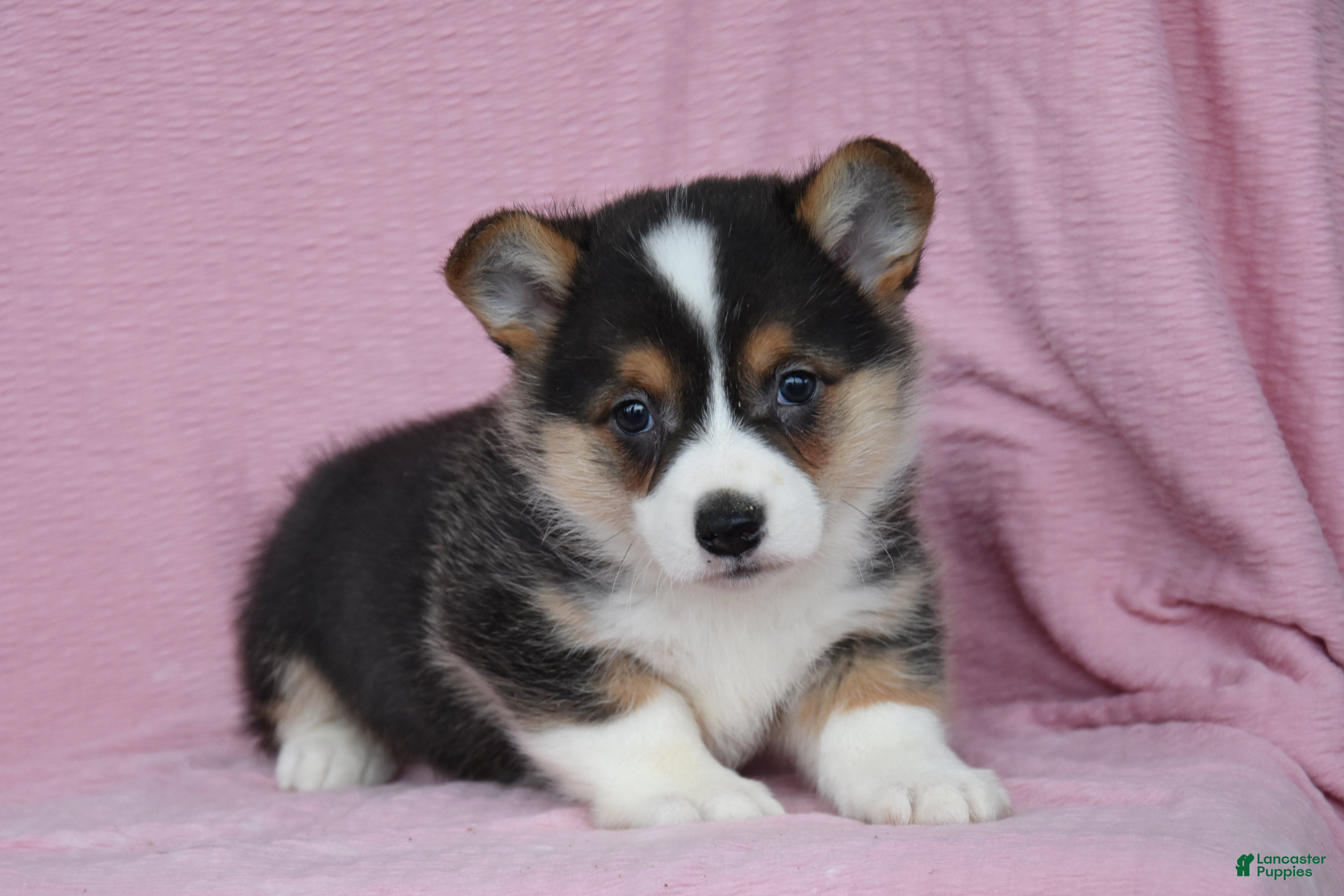 Welsh Corgi Pembroke dogs Ryan - Ad 1