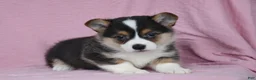 Welsh Corgi Pembroke dogs for sale: Ryan - Ad 1