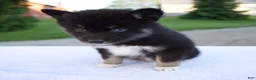 Pomsky dogs for sale: Minnie - Ad 5
