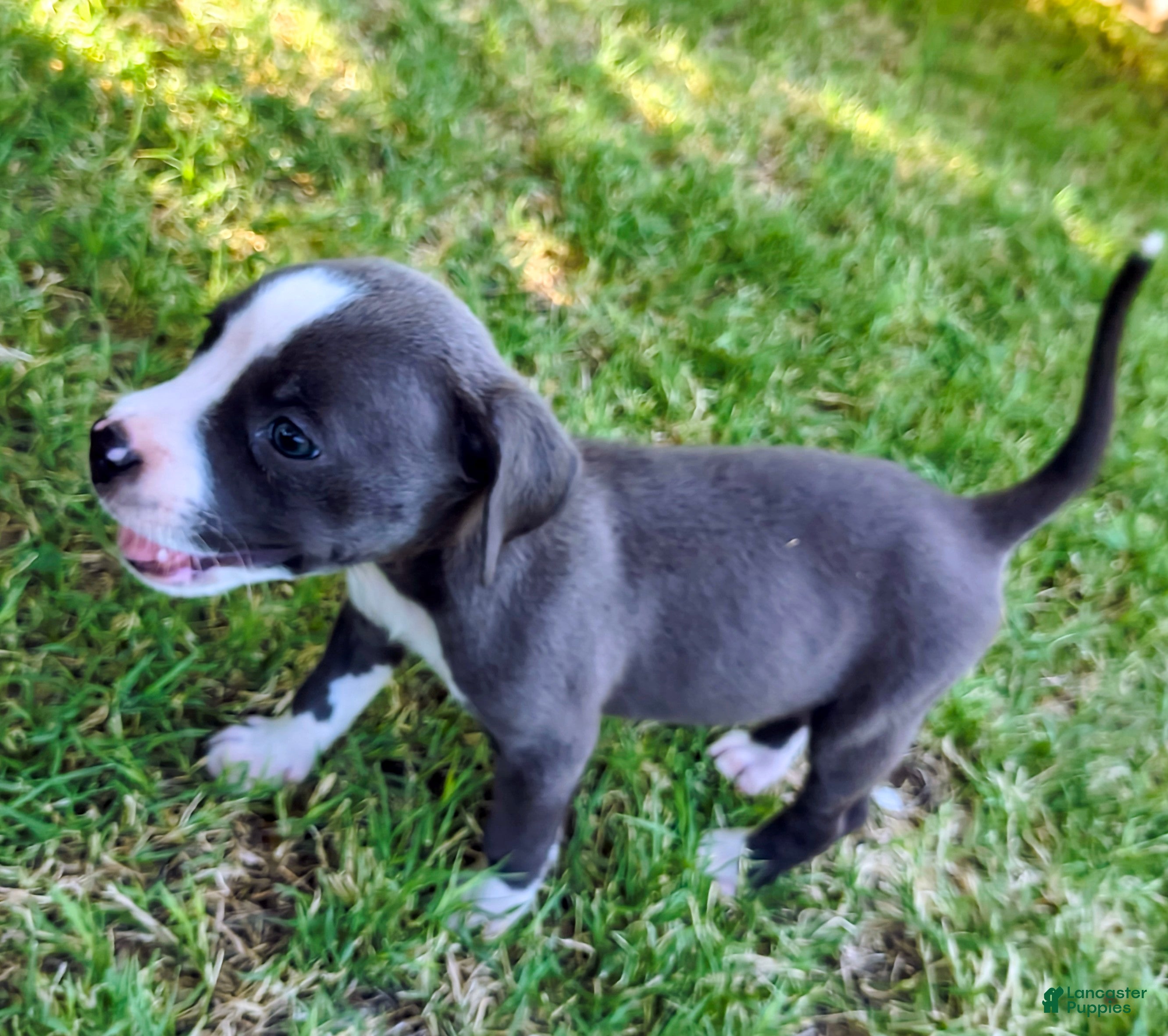 American Pit Bull Terrier dogs Bluey  - Ad 31