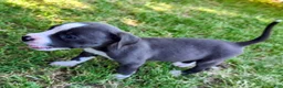 American Pit Bull Terrier dogs for sale: Bluey  - Ad 1