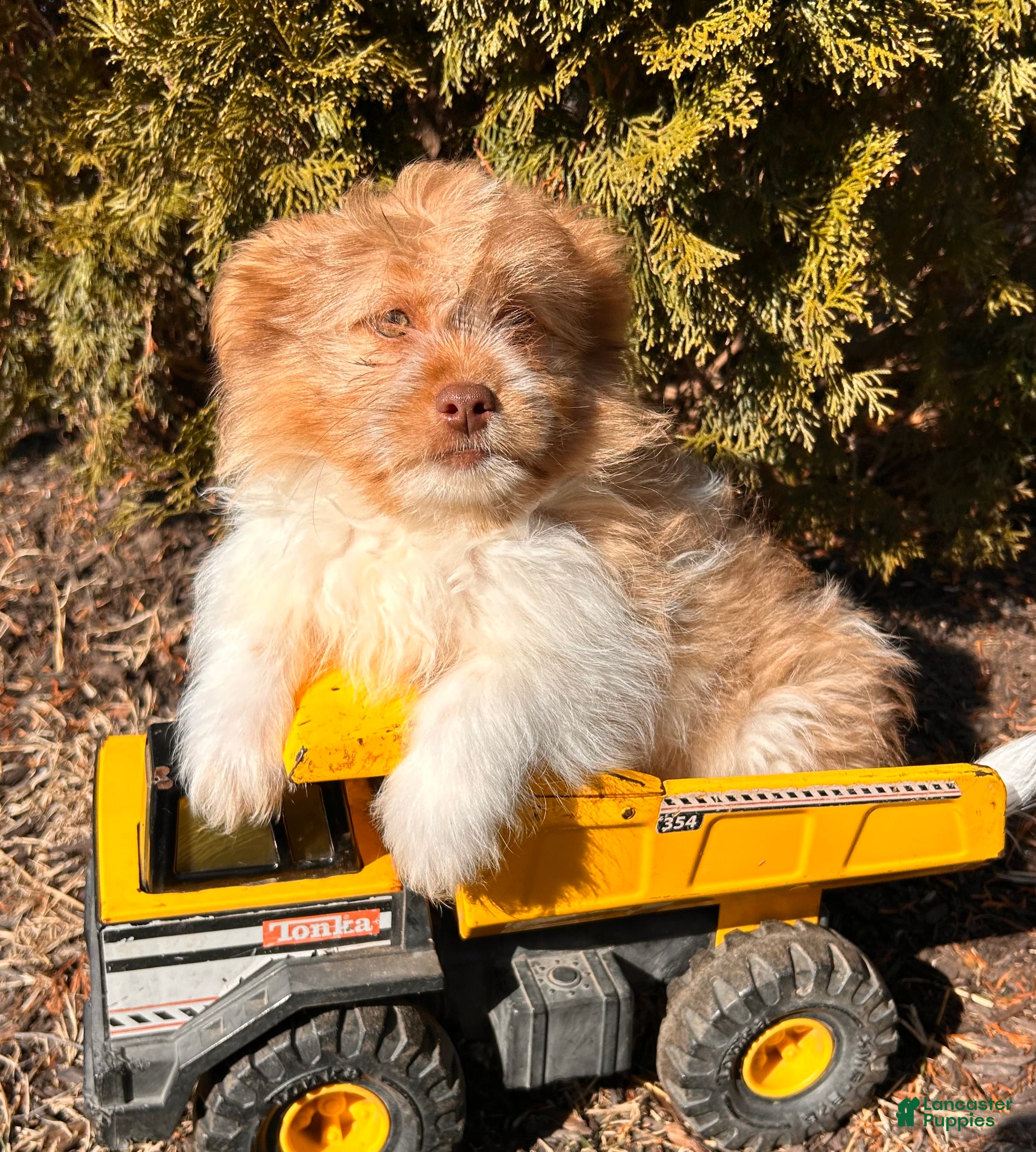 Mixed Breed dogs Gus - Ad 1