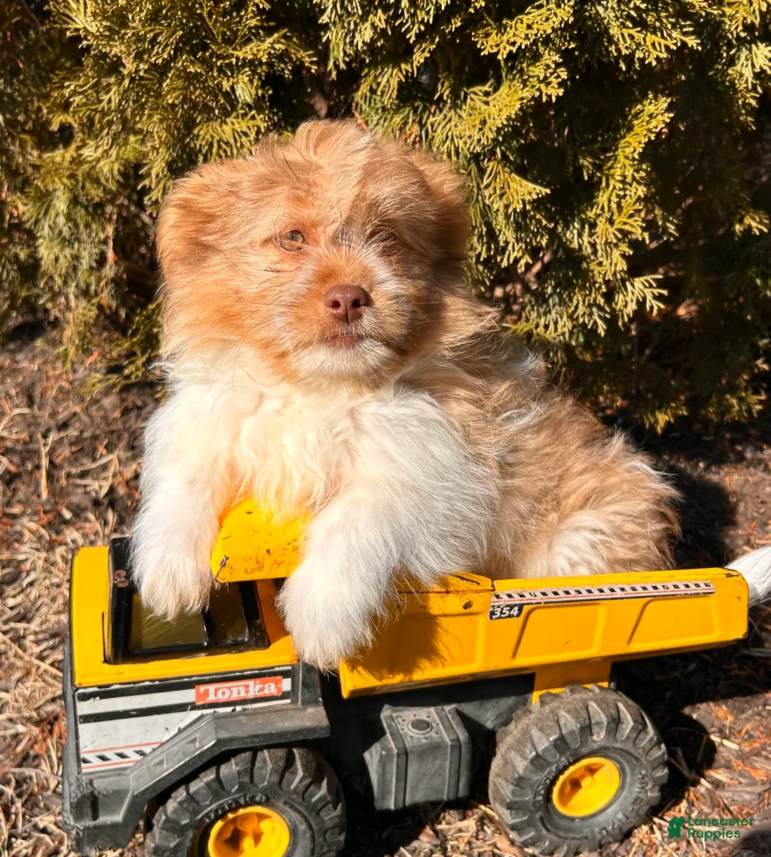 Mixed Breed dogs for sale: Gus - Ad 1