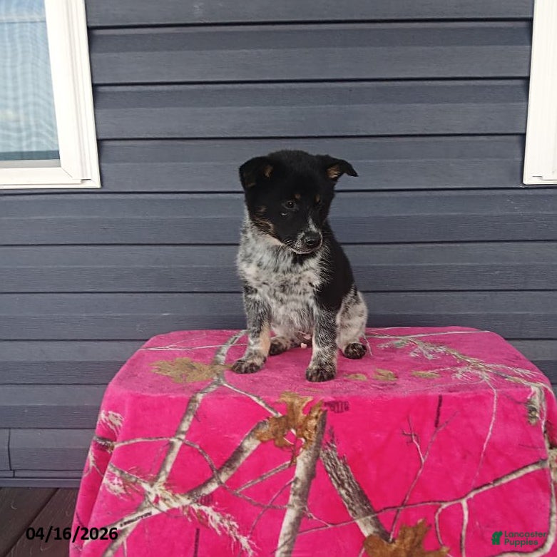 Mixed Breed dogs Kolt - Ad 2