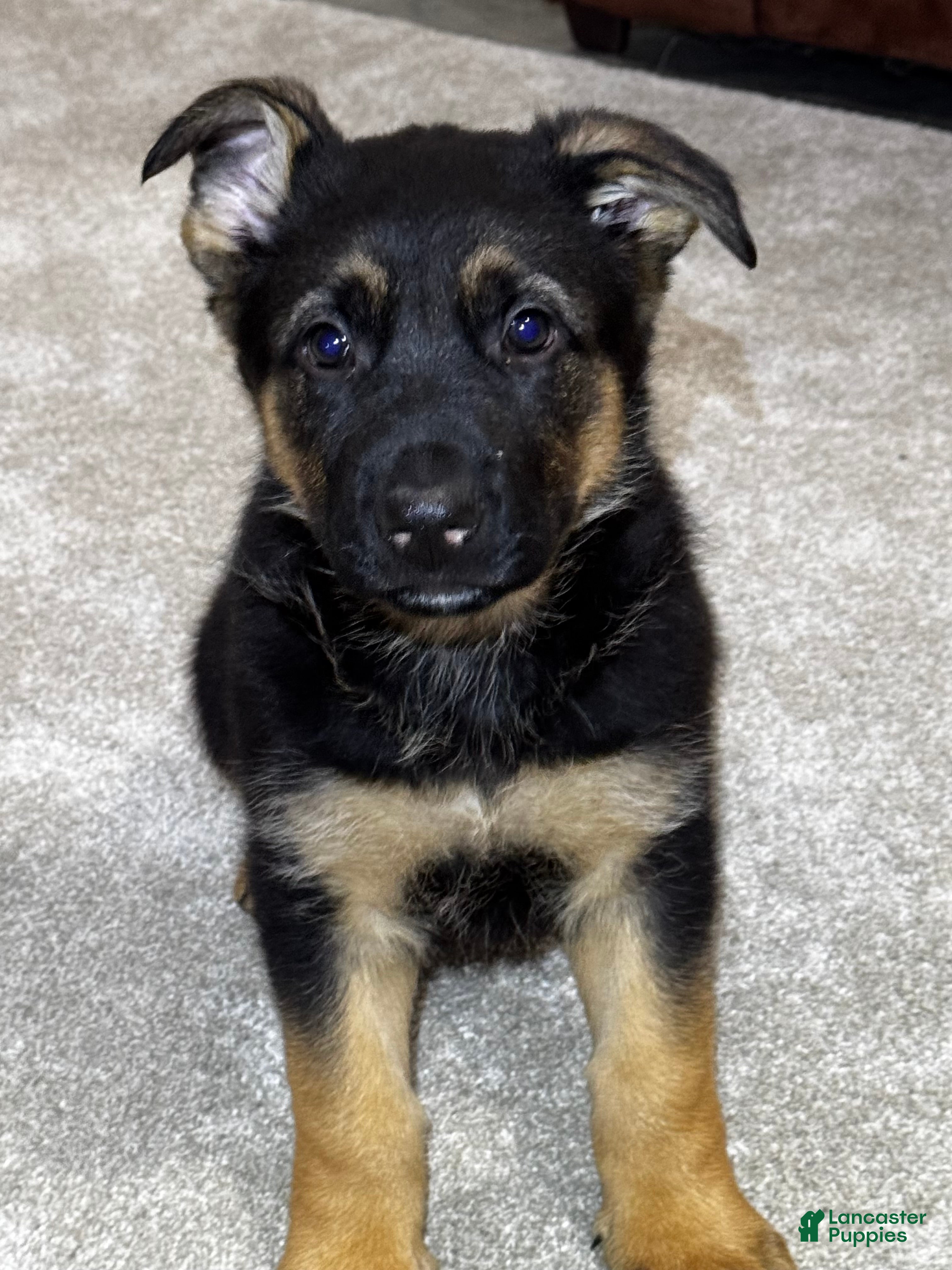 German Shepherd dogs Reno - Ad 16