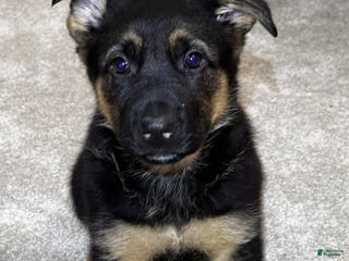 German Shepherd dogs Reno - Ad 16