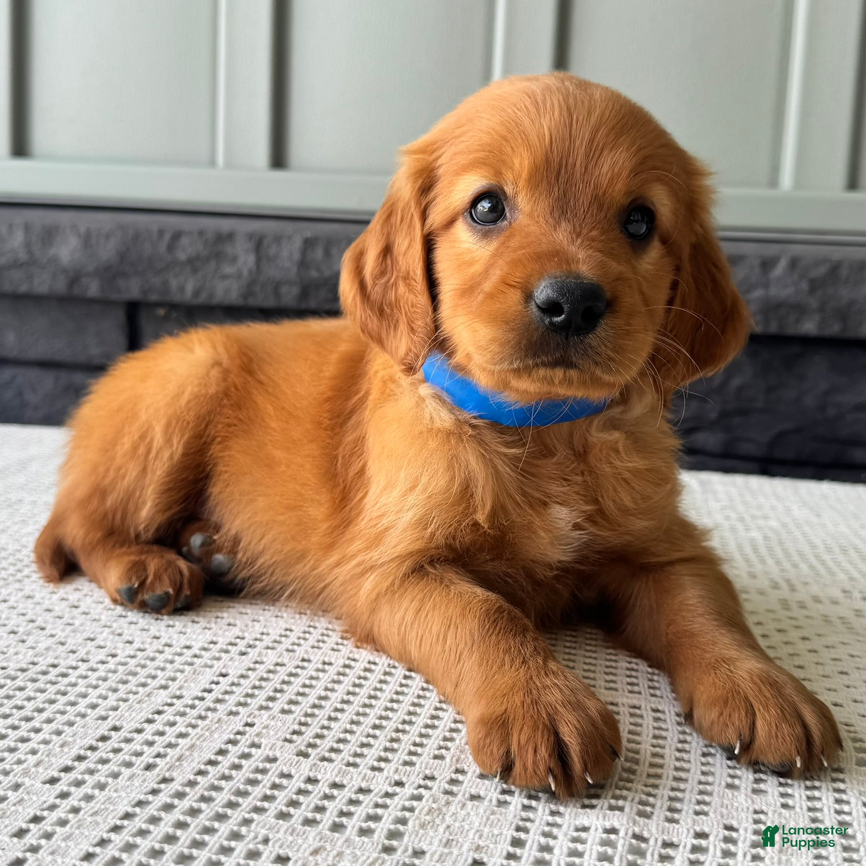 Mixed Breed dogs Ryder - Ad 1