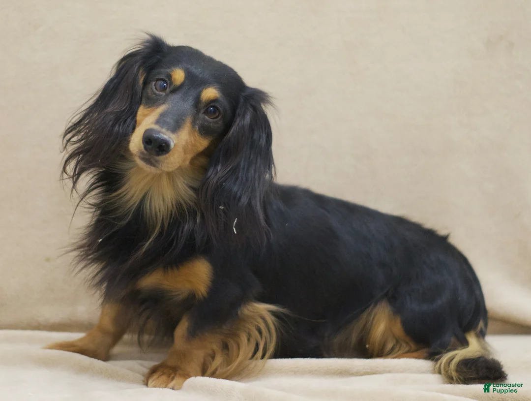 Miniature Dachshund dogs for sale: Miles - Ad 7