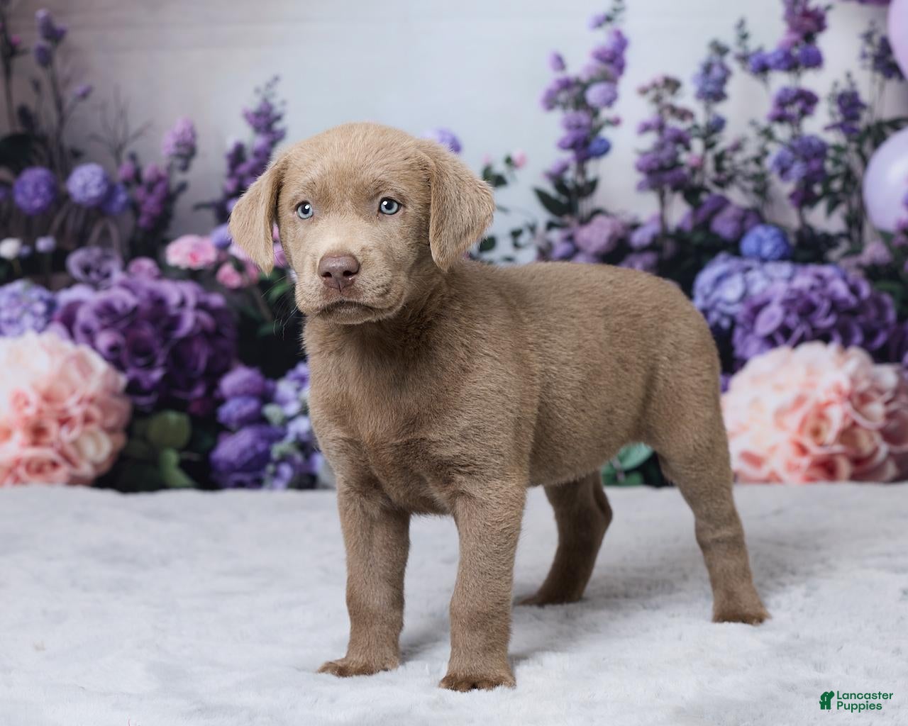Labrador Retriever dogs Shania - Ad 2