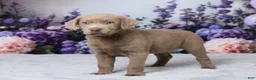 Labrador Retriever dogs for sale: Shania - Ad 2