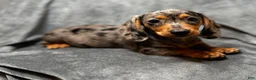 Miniature Dachshund dogs for sale: Sadie - Ad 3