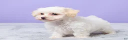 Maltipoo dogs for sale: Heather - Ad 3