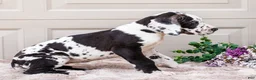 Great Dane dogs for sale: Lilly - Ad 11
