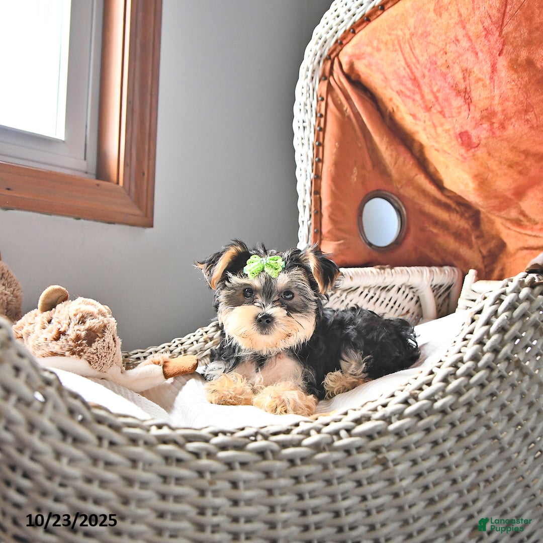 Morkie dogs for sale: Amber - Ad 6