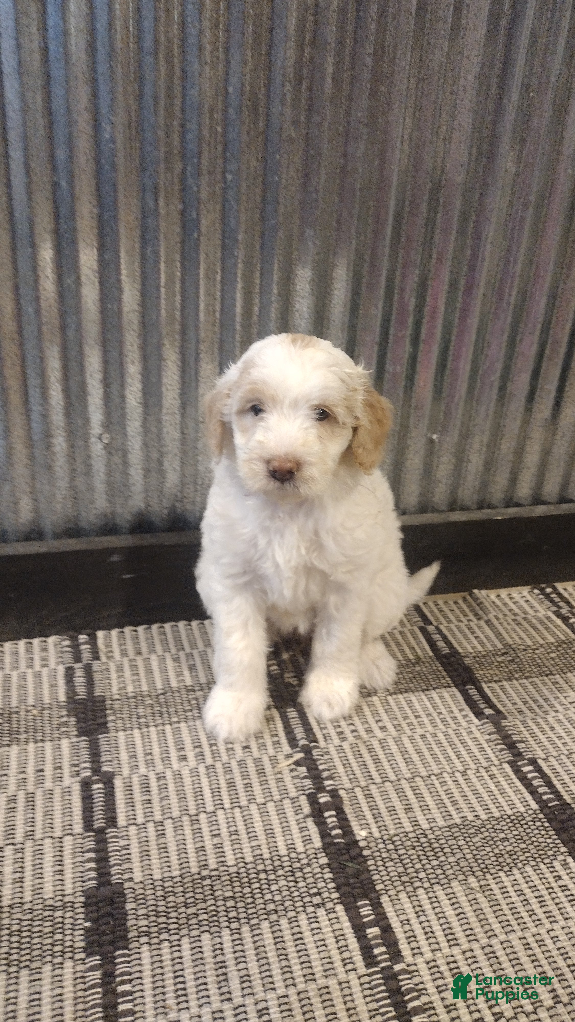 Mini Goldendoodle dogs for sale: Mazy  - Ad 1