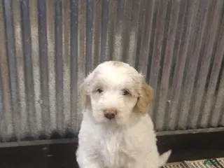 Mini Goldendoodle dogs for sale: Mazy - Ad 1