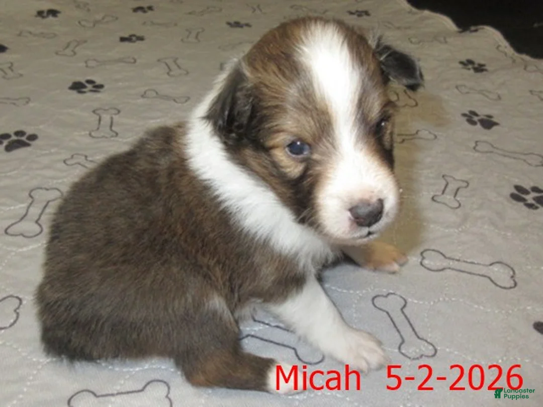 Shetland Sheepdog dogs for sale: Micah Male  - Ad 4