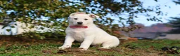 German Shepherd dogs for sale: Ezra - Ad 5